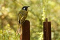 White-eared honeyeater - Lichenostomus leucotis - bird honeyeater from Australia, member of the family Meliphagidae honeyeaters Royalty Free Stock Photo