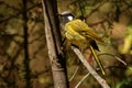 White-eared honeyeater - Lichenostomus leucotis - bird honeyeater from Australia, member of the family Meliphagidae honeyeaters Royalty Free Stock Photo