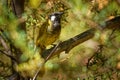 White-eared honeyeater - Lichenostomus leucotis - bird honeyeater from Australia, member of the family Meliphagidae honeyeaters Royalty Free Stock Photo