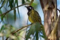 White-eared honeyeater - Lichenostomus leucotis - bird honeyeater from Australia, member of the family Meliphagidae honeyeaters Royalty Free Stock Photo