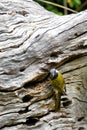 A white-eared honeyeater, Lichenostomus leucotis, eating insect grubs