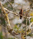 White-eared Jacamar Royalty Free Stock Photo