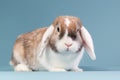 White eared mini-lop rabbit in the studio Royalty Free Stock Photo