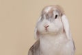 White eared minilop rabbit on a light background