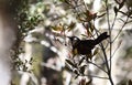 White-eared Myza in Lore Lindu National Park, Sulawesi, Indonesia