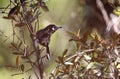 White-eared Myza in Lore Lindu National Park, Sulawesi, Indonesia