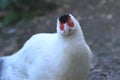 White-eared pheasant