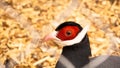 White eared pheasant in a cage. Birds at the zoo or farm Royalty Free Stock Photo