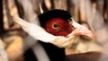 White eared pheasant in a cage. Birds at the zoo or farm Royalty Free Stock Photo