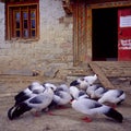 White-eared pheasants