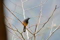 White-eared Sibia bird. Royalty Free Stock Photo