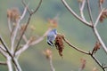 White-eared Sibia bird. Royalty Free Stock Photo