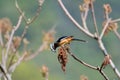 White-eared Sibia bird. Royalty Free Stock Photo