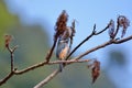 White-eared Sibia bird.