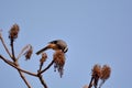 White-eared Sibia bird.