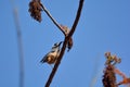 White-eared Sibia bird.