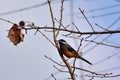 White-eared Sibia bird. Heterophasia auricularis