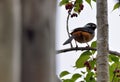 White-eared Sibia bird. Heterophasia auricularis Royalty Free Stock Photo