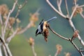 White-eared Sibia bird.