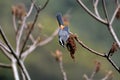 White-eared Sibia bird.