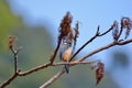 White-eared Sibia bird.