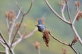 White-eared Sibia bird. Royalty Free Stock Photo