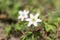 White early-spring flower of wood anemone