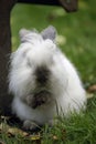 White easter bunny Royalty Free Stock Photo