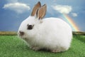 White Easter Bunny with blue sky and rainbow