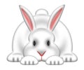 White Easter Bunny Isolated White Background