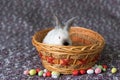 White Easter bunny with red eyes in a wooden basket with colorful eggs around