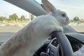 White Easter bunny rides to give gifts. Rabbit in the car at the driver`s seat behind the steering wheel. Hare driver Royalty Free Stock Photo
