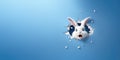 White Easter fluffy eared bunny peeking out of a hole in blue wall, rabbit jumping out torn hole, Easter concept, copy space