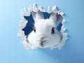 White Easter fluffy eared bunny peeking out of a hole in blue wall, rabbit jumping out torn hole, Easter concept, copy space