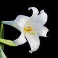 White Easter Lilly Flower isolated on Black