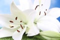 White Easter Lily Closeup On Blue Shallow DOF
