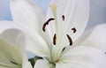 White Easter Lily Closeup On Blue Shallow DOF