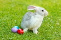 White easter rabbit in green grass Royalty Free Stock Photo