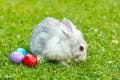 White easter rabbit in green grass Royalty Free Stock Photo