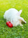 White easter rabbit in green grass Royalty Free Stock Photo