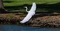 White eastern great egret standing on a river bank with its wings wide open Royalty Free Stock Photo