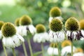 White Echinacea coneflower herbaceous flowering plants in the daisy family