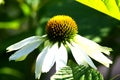 White Echinacea flower - close-up Royalty Free Stock Photo