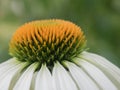 White Echinea blooming flower