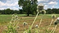 White echinops or globe thistle flowers on meadow