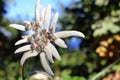 White edelweiss flower