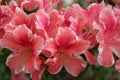 White edge framed pink azalea flowers in full bloom