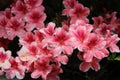 White edge framed pink azalea flowers in full bloom