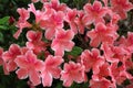 White edge framed pink azalea flowers in full bloom