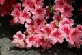 White edge framed pink azalea flowers in full bloom